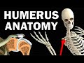 Humerus Anatomy and Functions