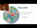 Cell Organelles Review Challenge