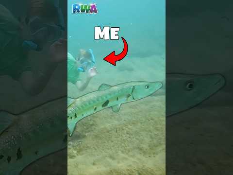 Kids SWIM with MONSTER BARRACUDA?! Kids Snorkel Adventure in Puerto Rico