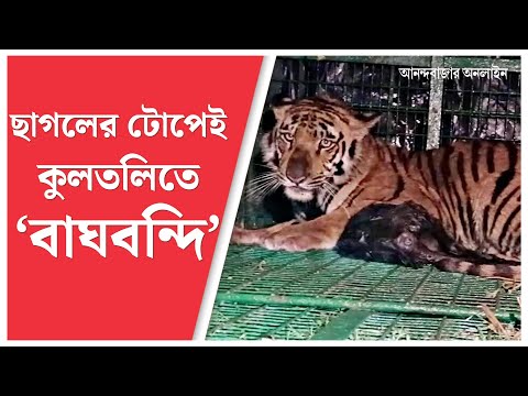 Royal Bengal Tiger । ধরা পড়ল বনকর্মীর ঘাড়ে থাবা বসানো কুলতলির রয়্যাল বেঙ্গল টাইগার