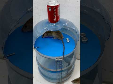 最佳自制捕鼠器/尖嘴捕鼠器和水壶捕鼠器创意 #mousetrap