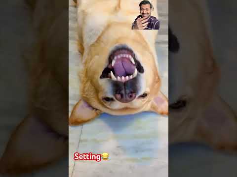 Setting karane ka kya loge tum #trendingshorts #comedy #doglover #funny #amanrastogi #dog