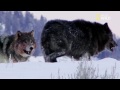 Wolf Behavior and Anatomy