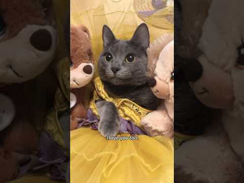 the slow blinks 😭 happy birthday baby pyaari! #cats #catmom #catlover #fyp #fypage #catshorts #cat