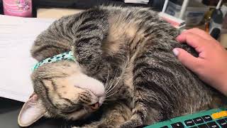 ✨️💕😻
