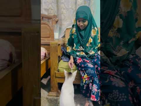 ভাল্লাগেনা সারাদিন শুধু সেন্ডি সেন্ডি😅 #foryou #cat #viralvideo #sandy #share #shorts #anmals #pets