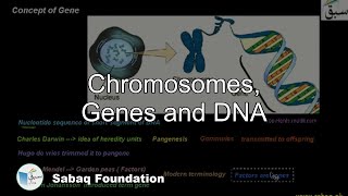 Chromosomes, Genes and DNA