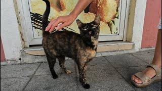 Orange nosed tortie cat is very cute and friendly