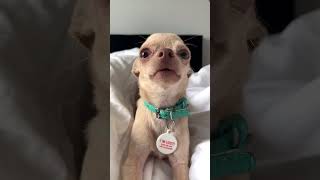 A French Dog