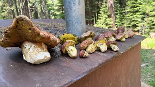 Cleaning, cutting up, and cooking butter boletes!