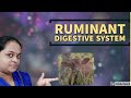 Ruminant Digestive System Functions