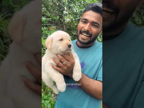 തൊടുപുഴകാരൻ 🥰🥰🥰🥰 #bhaskarvillas #adorabledog #puppy