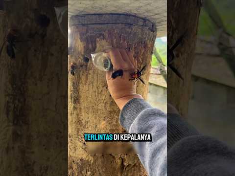 Hornet ❗ Predator Pemburu Lebah