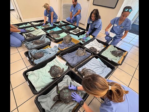 Cold Sea Turtles Warm Up in Florida Keys