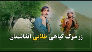 زرسرک؛ طلای خاموش کوه‌های افغانستان