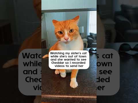 It’s always the orange cats 😾