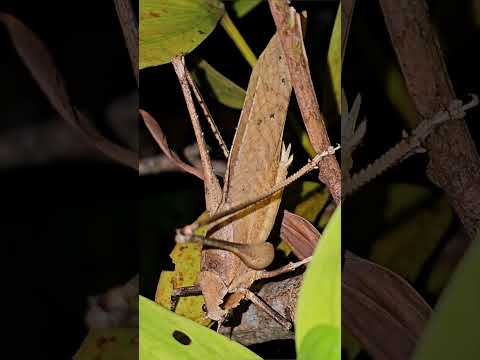 1. "Night Symphony: Insects Calling for Mates"