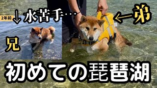 【初体験】水が苦手な兄柴を持つ弟柴は果たして泳げるのか
