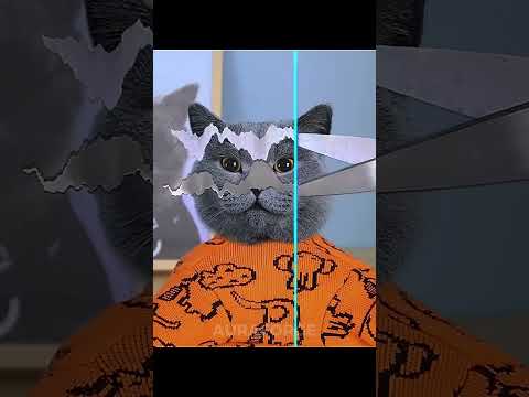 Last Cat Gave The Side Eye | Cats Can't Time Warp