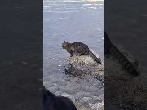 Hunting cat. #cat #funny