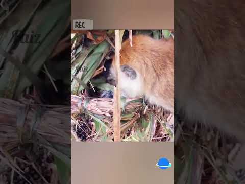 monkey attack on the nest