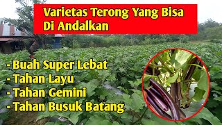 Varietas terong ini potensi hasil nya luar biasa