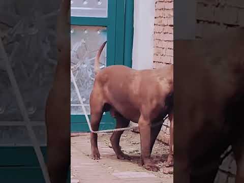 Dog Ability Training@# 23