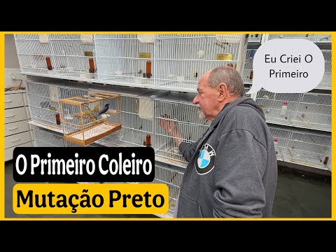 A Origem da Mutação de Coleiro Preto – Como Surgiu e Onde Tudo Começou