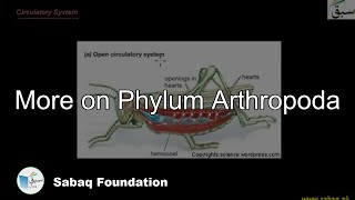 More on Phylum Arthropoda