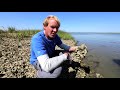 Oyster Ecology and Biology Concepts