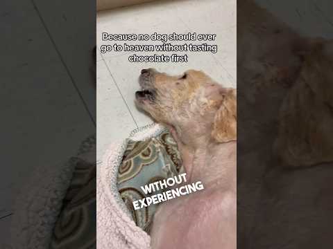 The Dog’s Final Treat
