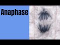 Understanding Anaphase in Mitosis