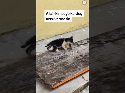 Acının Dili Yok. HİS VARDİR :UYUYAN KEDİ (  (ABONE OL)