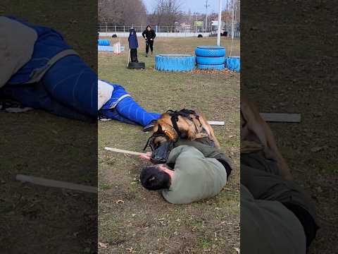 Police dog training.馃槷 K9. Malinois attack in a muzzle. #GUARDODESSA Odessa Ukraine