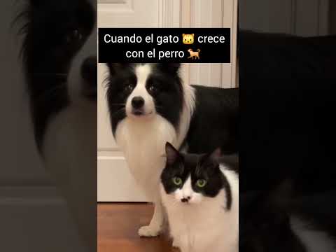 Perro ? y gato ?