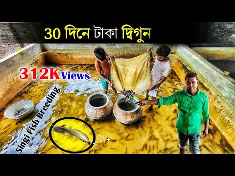 রাশিয়ার থেকে ফিরে ৩০ দিনে টাকা দ্বিগুণ করছে নৈহাটির অনুপ | Catfish Breeding | Fish Farming | Fish