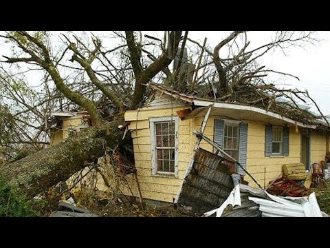 Dangerous Idiots Fastest Tree Falling with Chainsaw Machines, Tree Falling on Houses Compilation