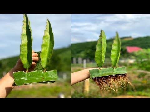 How to grow dragon fruit from branches to root super fast