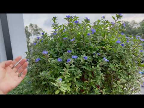 Summer Glow With Easy-Care Flowers - Ideas For A Small Summer Garden