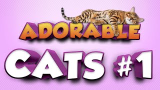 FUNNY Videos 2022 | Adorable CATS | #funny #cat #kitten #pets