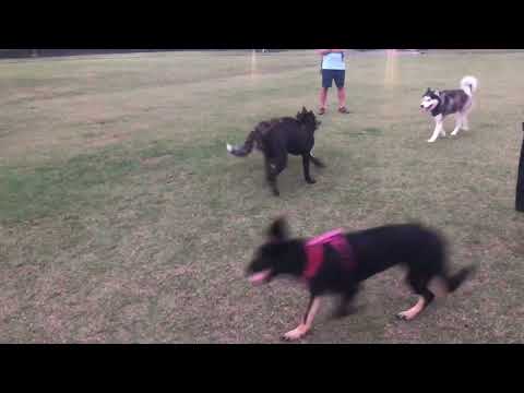 CANE CORSO PLAYING ROUGH W AKITA… 🥲💯  back when he was a good boy