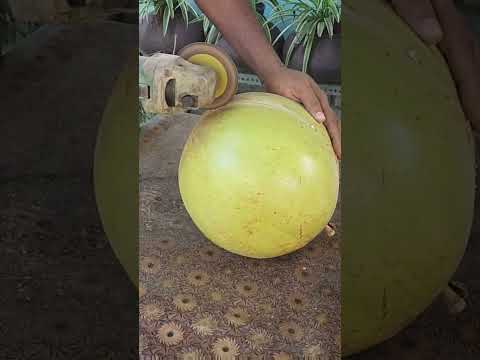 kamandallu cutting#kamandallu#calabash#bearfruit