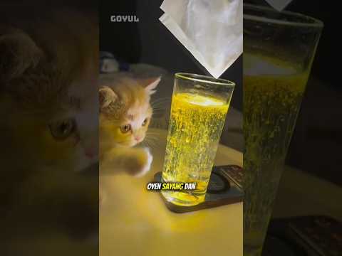 Oyen kami sayang kamu 😻💝 #shorts #animals