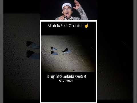 Allah is best creator 🫡