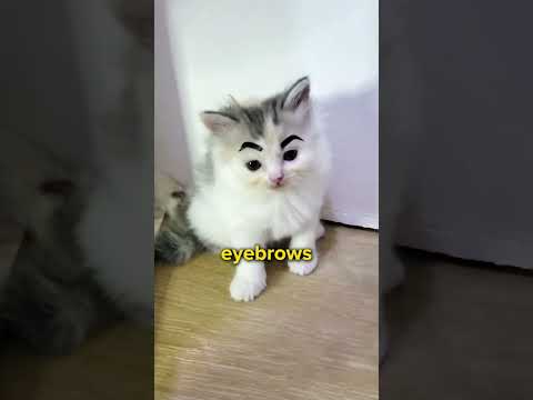 Cat Facts That You NEED To Know! 🙀