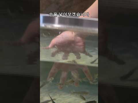 과연 어항에 손을 넣으면?