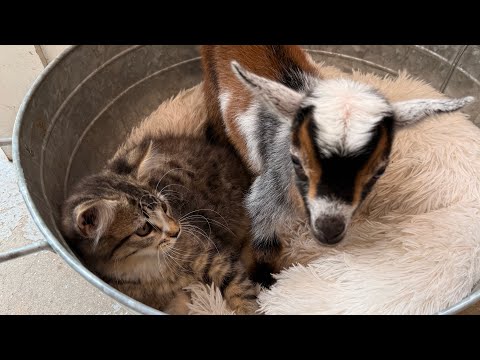 Yogi Bear 🐐meets Bonnie 🐈‍⬛!