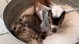Yogi Bear 🐐meets Bonnie 🐈‍⬛!