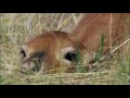 Mongolian Gazelles: Behavior and Challenges