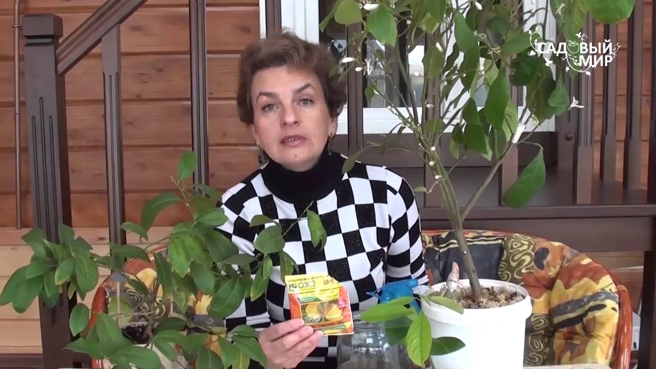 Чем подкормить комнатный лимон и мандарин